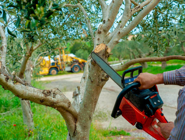 Best Tree Pruning Services  in Coachella, CA